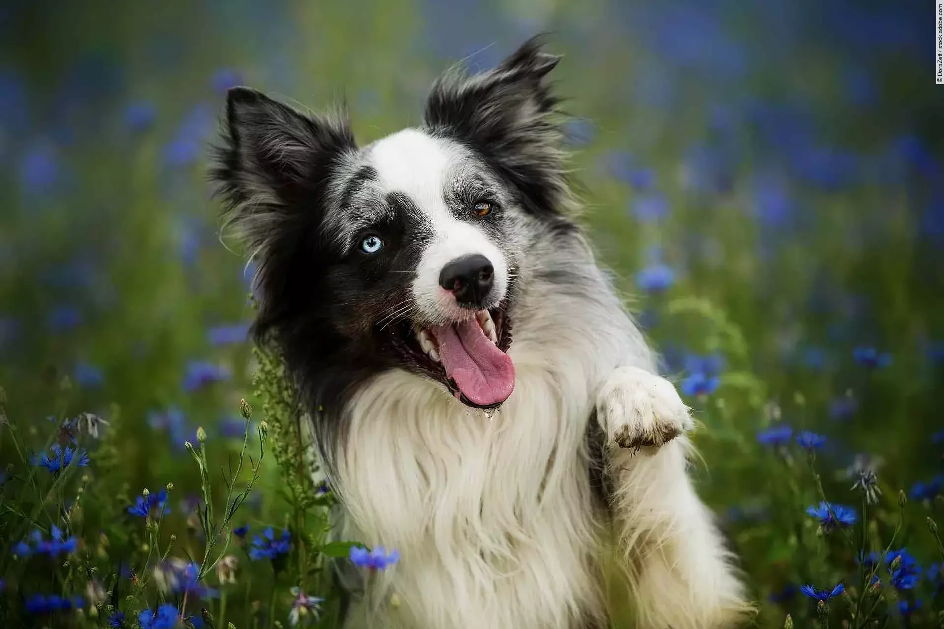 Border collie in a cornflower field