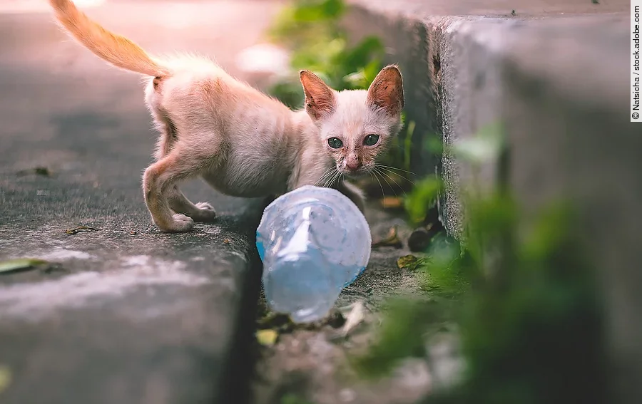 close up little skinny poor stray kitten or cat looking at an empty plastic cup of water near footpath