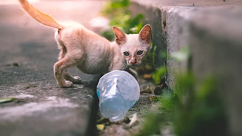 close up little skinny poor stray kitten or cat looking at an empty plastic cup of water near footpath