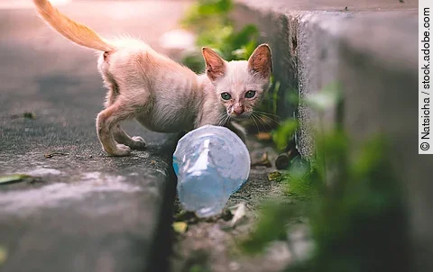 close up little skinny poor stray kitten or cat looking at an empty plastic cup of water near footpath