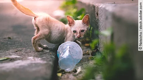 close up little skinny poor stray kitten or cat looking at an empty plastic cup of water near footpath