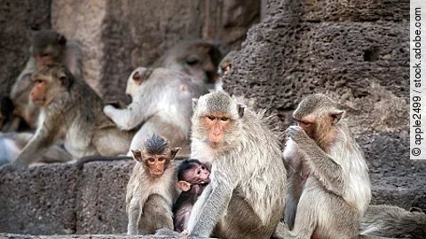 monkeys family looking cute