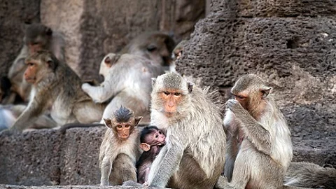 monkeys family looking cute