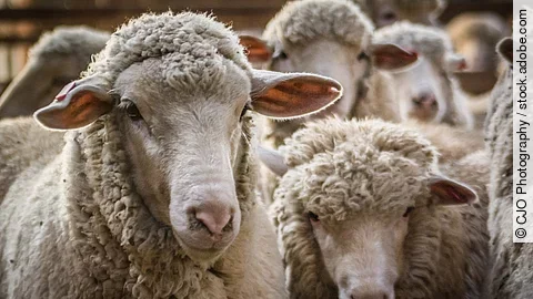 Merinoschafe Merinoschafe