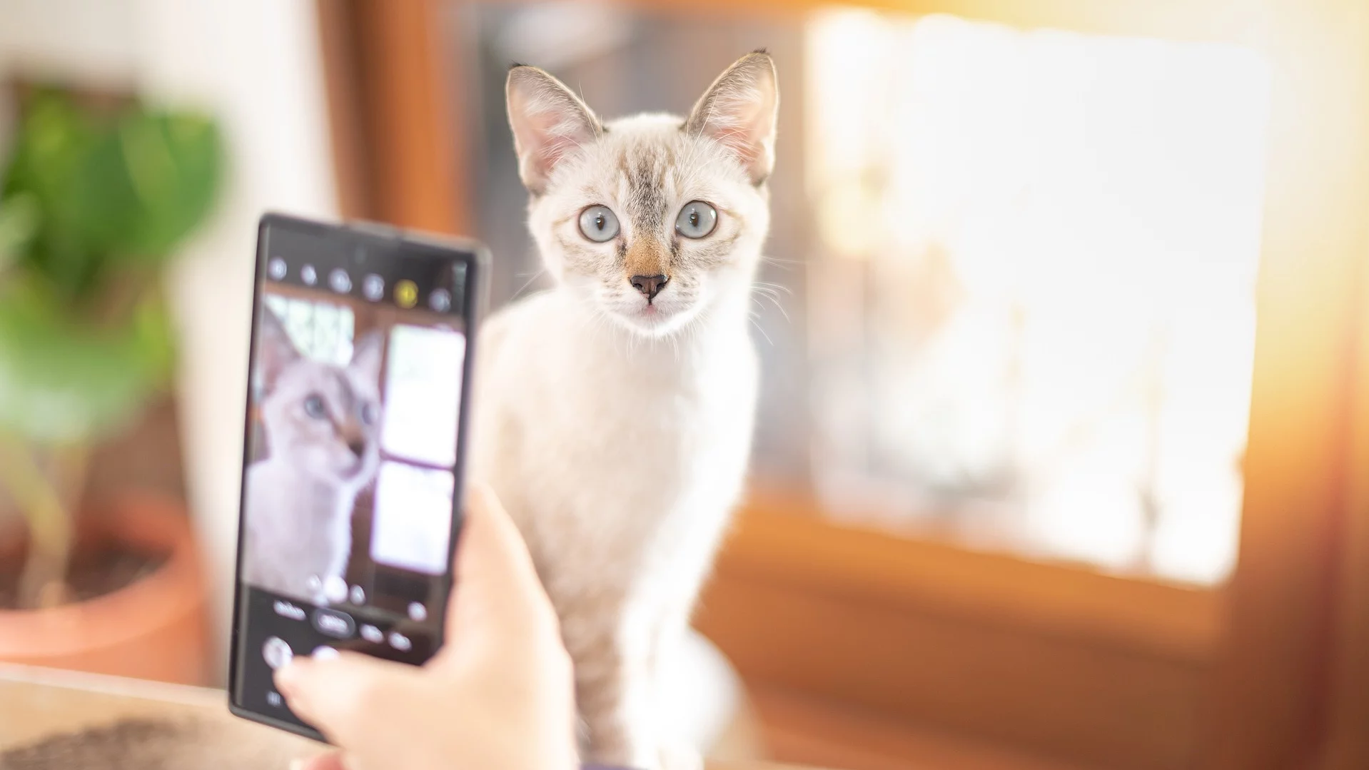 Eine Frau macht mit ihrem Smartphone im Wohnzimmer ein Foto von sich und ihrer weißen Katze, um sich während der Quarantäne und der Arbeit im Homeoffice zu entspannen.