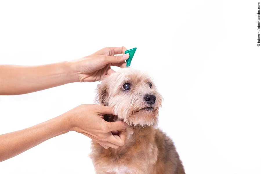 close up hand of woman applying tick and flea prevention for her