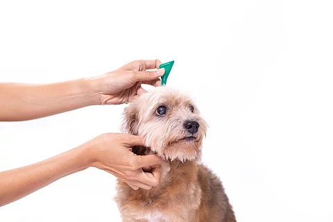 close up hand of woman applying tick and flea prevention for her