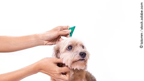 close up hand of woman applying tick and flea prevention for her