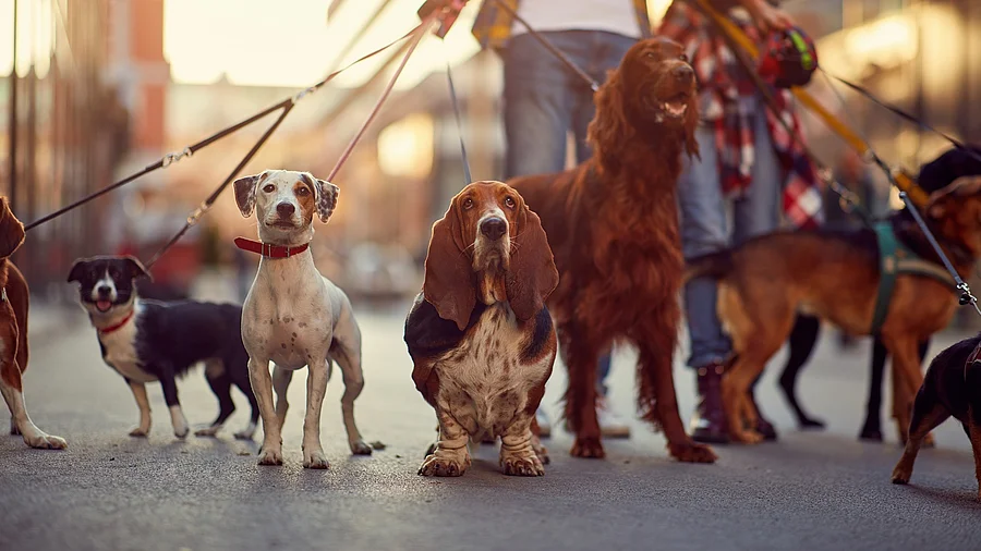 Man geht mit vielen hunden an der Leine Gassi Man geht mit vielen hunden an der Leine Gassi