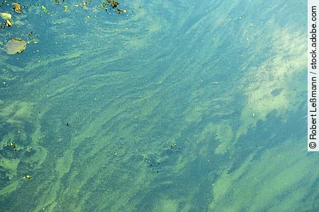 Blaualgen bilden nach einer Massenvermehrung Schlieren im Wasser.