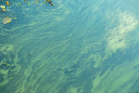 Blaualgen bilden nach einer Massenvermehrung Schlieren im Wasser. Blaualgen bilden nach einer Massenvermehrung Schlieren im Wasser.