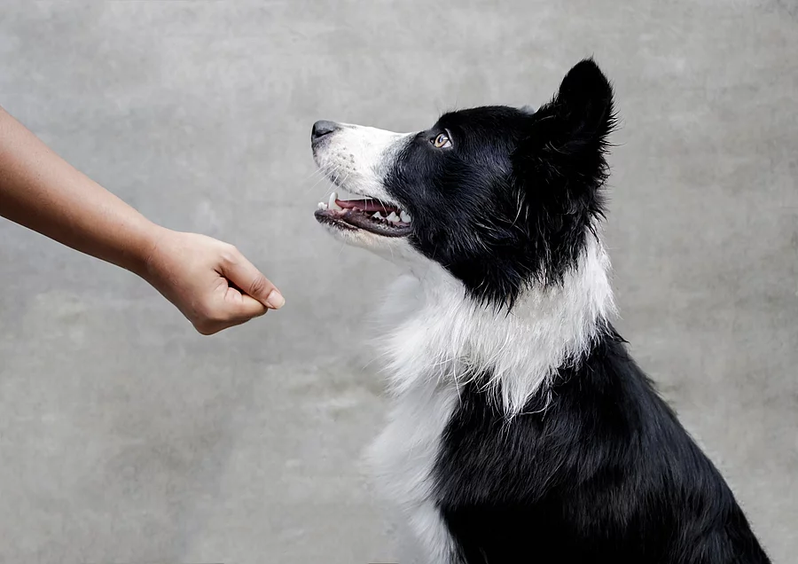 Bordercollie im Training