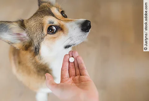 Ein Hundebesitzender möchte seinem Hund eine Tablette geben, doch dieser schaut ihn nur skeptisch mit großen Augen an.