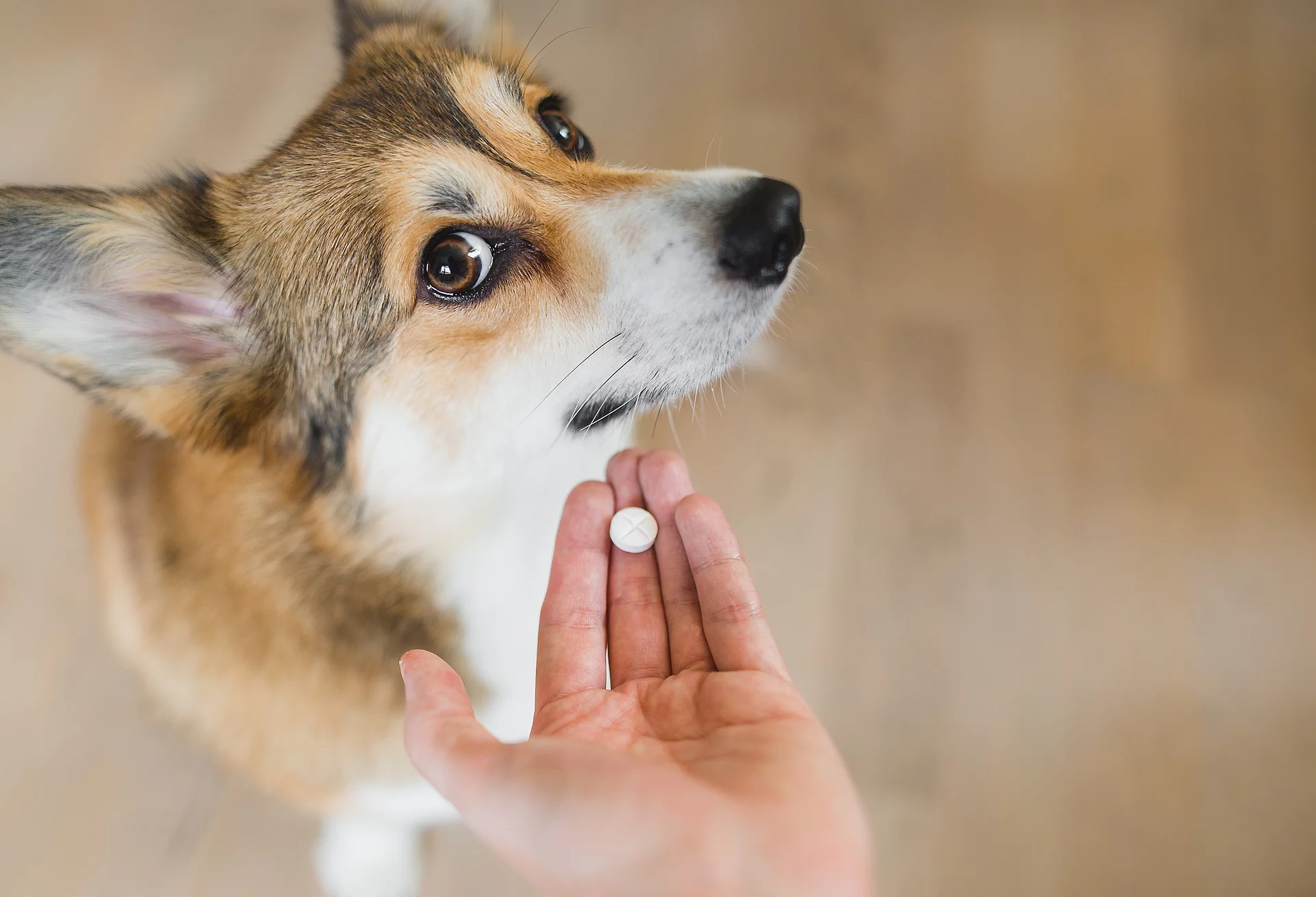 Ein Hundebesitzender möchte seinem Hund eine Tablette geben, doch dieser schaut ihn nur skeptisch mit großen Augen an.