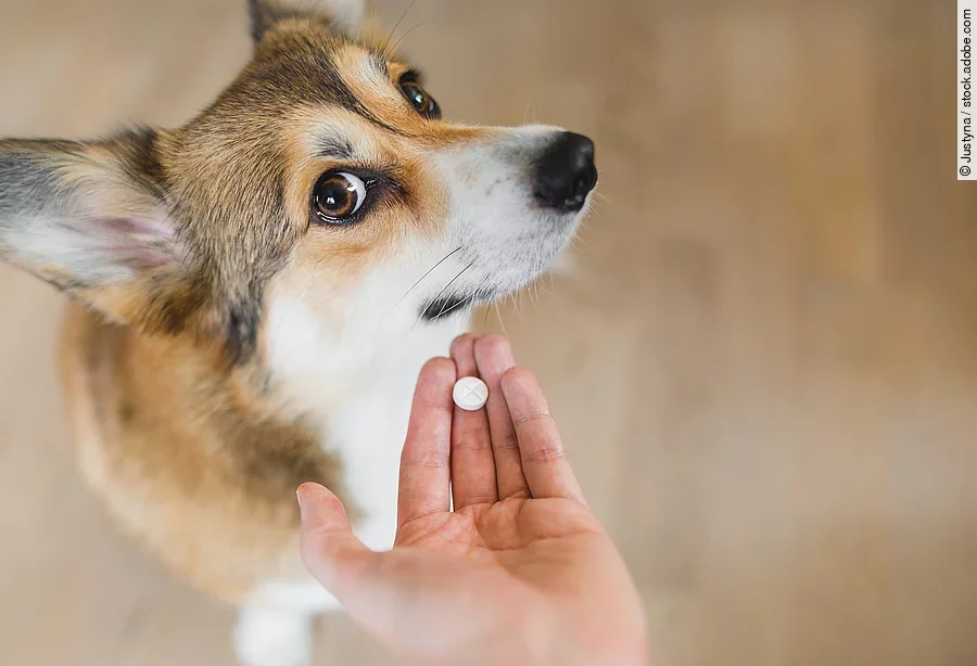 Ein Hundebesitzender möchte seinem Hund eine Tablette geben, doch dieser schaut ihn nur skeptisch mit großen Augen an. Ein Hundebesitzender möchte seinem Hund eine Tablette geben, doch dieser schaut ihn nur skeptisch mit großen Augen an.