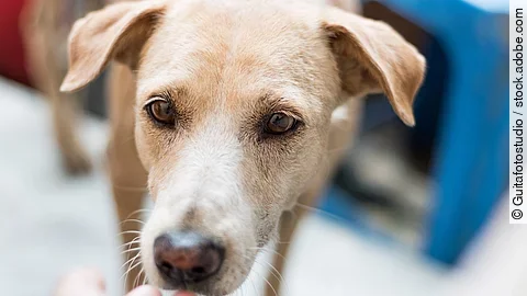 Person hält einem Hund die Hand vor die Schnauze. 