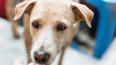 Person hält einem Hund die Hand vor die Schnauze. 