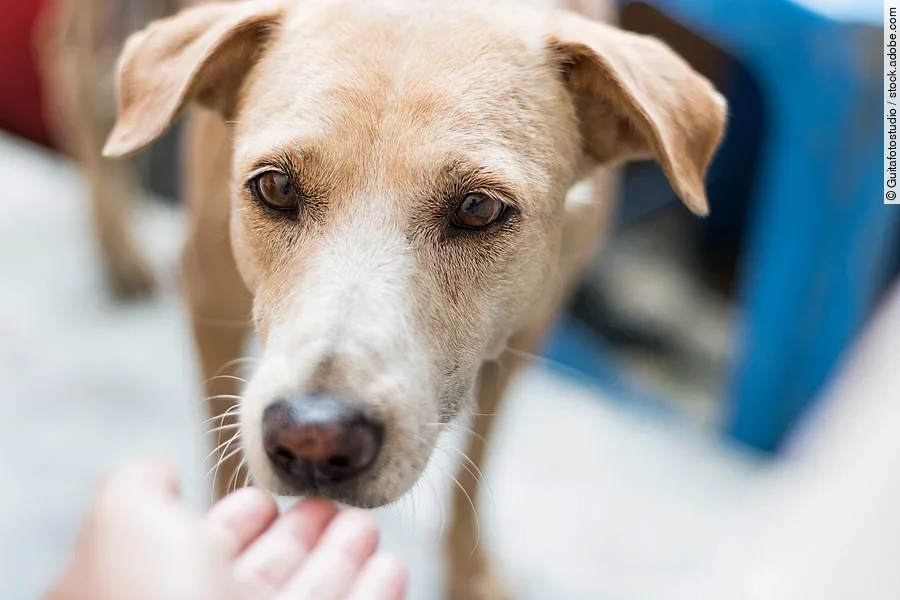 Person hält einem Hund die Hand vor die Schnauze. 