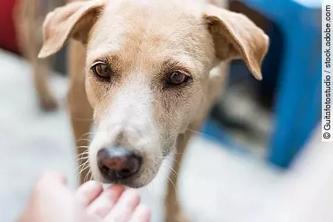 Person hält einem Hund die Hand vor die Schnauze. 