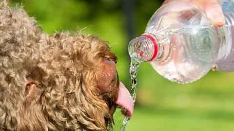 Brown dog is drinking water from the bottle. The person is pouri