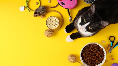 Eine schwarz-weiße Katze liegt auf einem gelben Untergrund. Um die Katze herum liegt verschiedenes Zubehör für Haustiere.