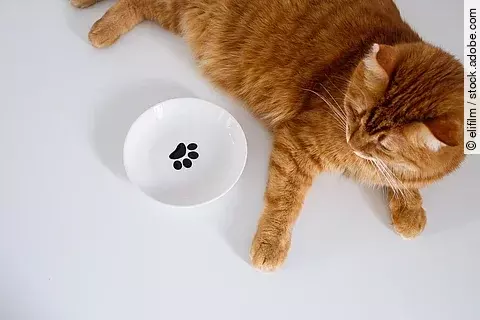 Eine rote Katze liegt entspannt neben ihrem Futternapf. Dieser ist weiß mit einem schwarzen Pfotensymbol in der Mitte.