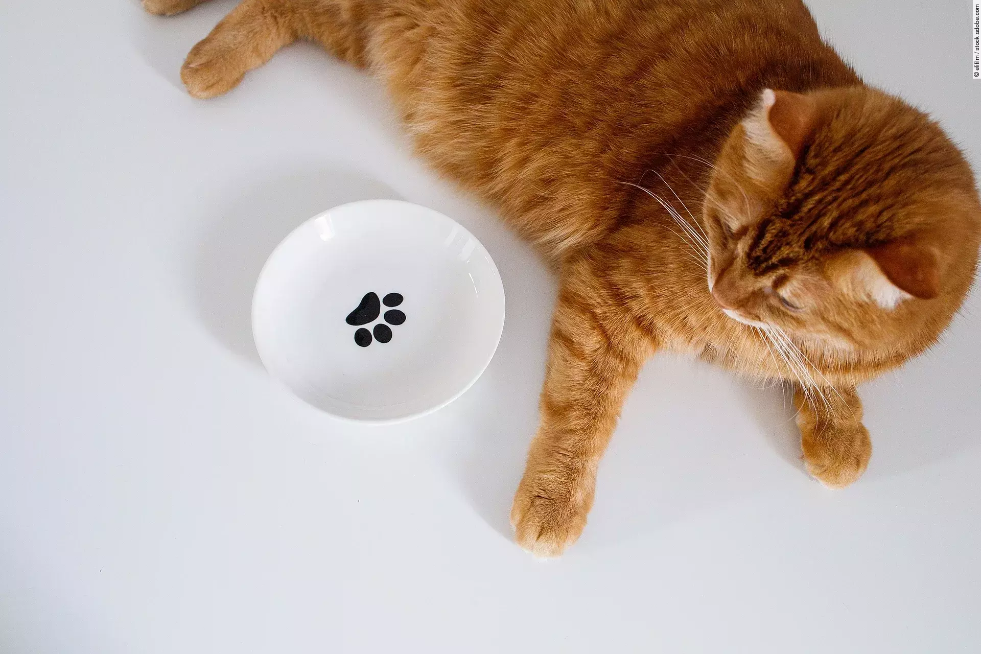 Eine rote Katze liegt entspannt neben ihrem Futternapf. Dieser ist weiß mit einem schwarzen Pfotensymbol in der Mitte.
