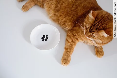 Eine rote Katze liegt entspannt neben ihrem Futternapf. Dieser ist weiß mit einem schwarzen Pfotensymbol in der Mitte.