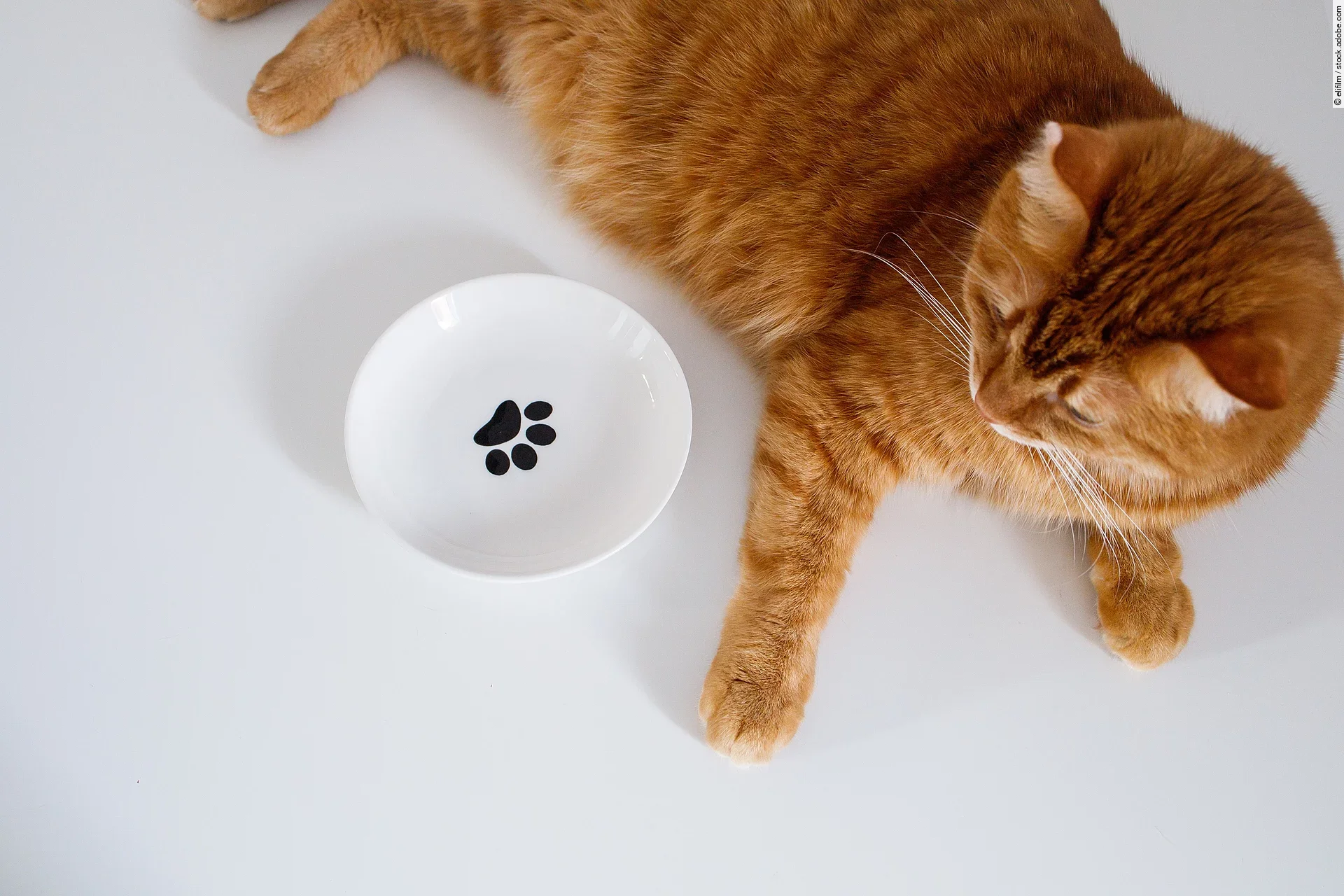 Eine rote Katze liegt entspannt neben ihrem Futternapf. Dieser ist weiß mit einem schwarzen Pfotensymbol in der Mitte.