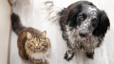 Eine Langhaarkatze und ein Mischlingshund sitzen nebeneinander auf dem Boden und schauen erwartungsvoll nach oben. Eine Langhaarkatze und ein Mischlingshund sitzen nebeneinander auf dem Boden und schauen erwartungsvoll nach oben.