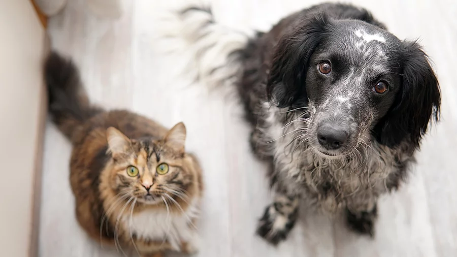 Eine Langhaarkatze und ein Mischlingshund sitzen nebeneinander auf dem Boden und schauen erwartungsvoll nach oben.