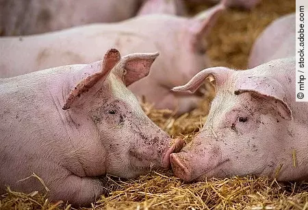 Schweinehaltung auf Stroh