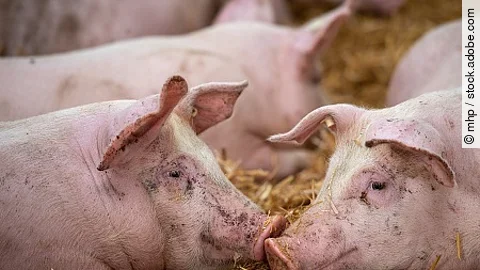 Schweinehaltung auf Stroh