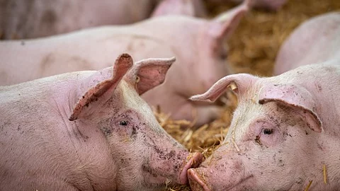 Schweinehaltung auf Stroh