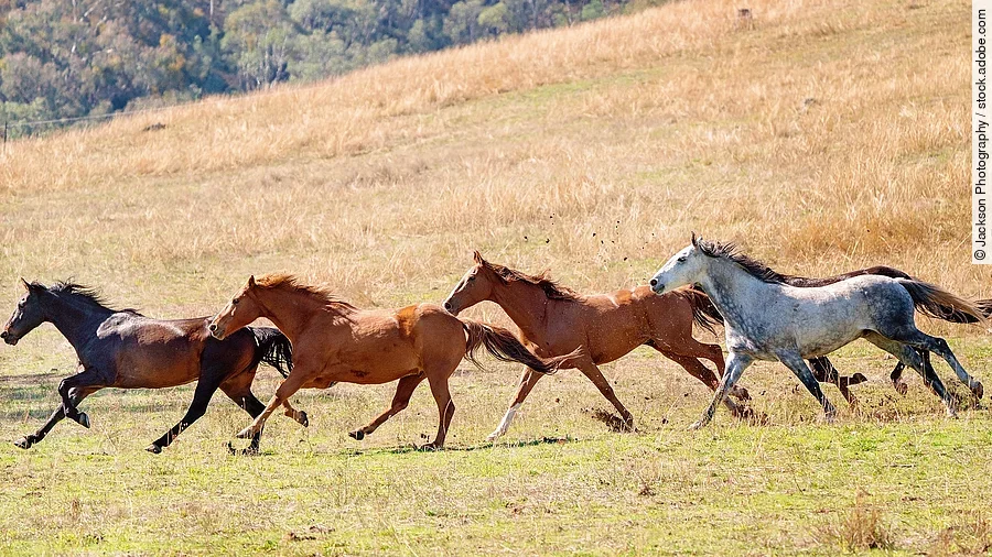 Ein Wildpferdherde galoppiert über das Land.