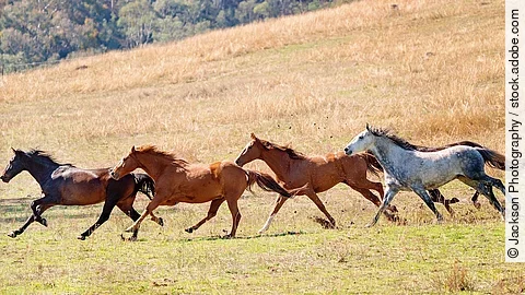 A Herd Of Wild Horses Racing Across Country Ein Wildpferdherde galoppiert über das Land.