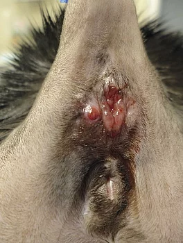Analbeutelkarzinom im linken Analbeutel bei einer Katze Analbeutelkarzinom im linken Analbeutel bei einer Katze