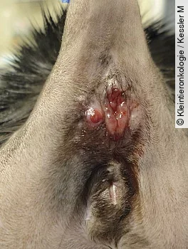 Analbeutelkarzinom im linken Analbeutel bei einer Katze