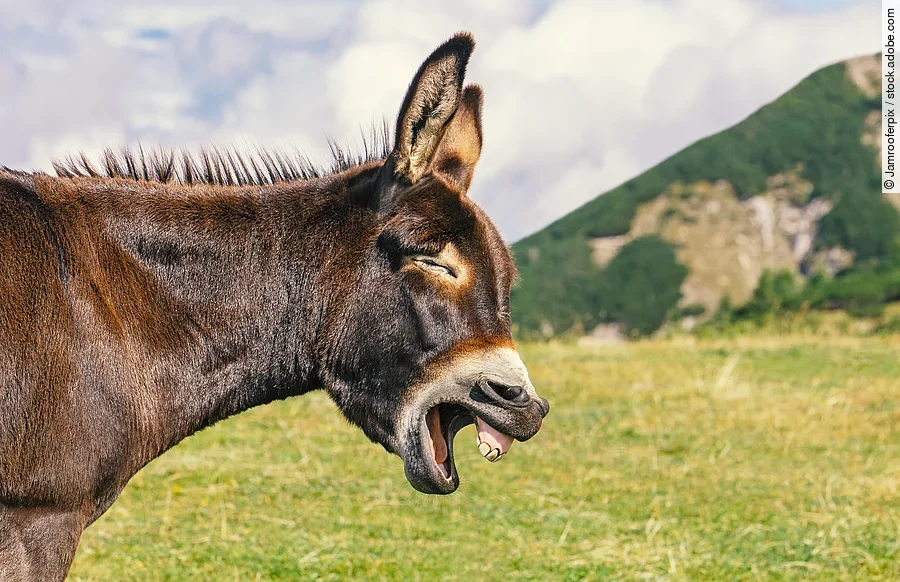 Ein großer grauer Esel mit langen Ohren steht auf einer grünen Wiese und gähnt genüsslich.