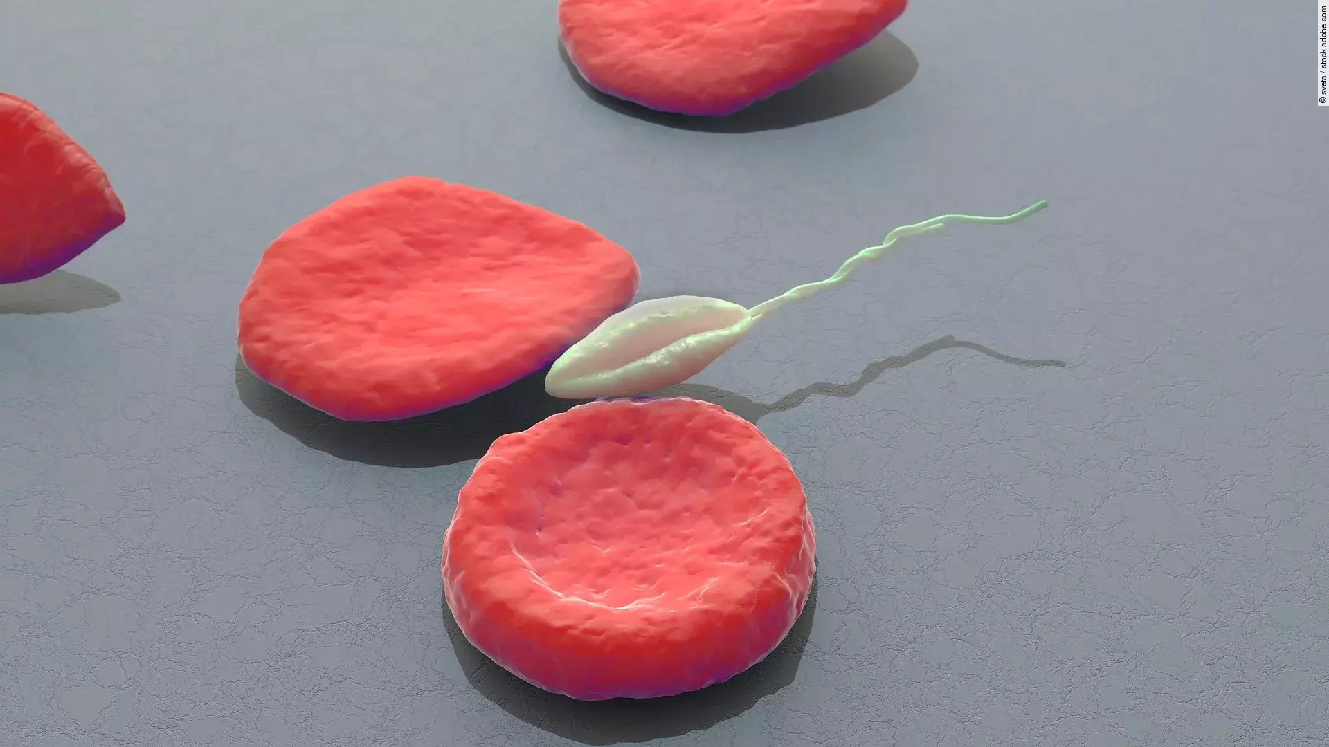 Rote Blutplättchen sind vor einem grauen Hintergrund abgebildet. Zwischen den Plättchen schwimmt ein Leishmania-Erreger. 