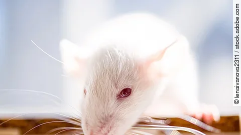 Ratte mit roten Augen Ratte mit roten Augen