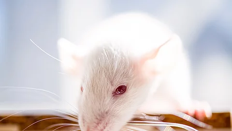 Ratte mit roten Augen Ratte mit roten Augen