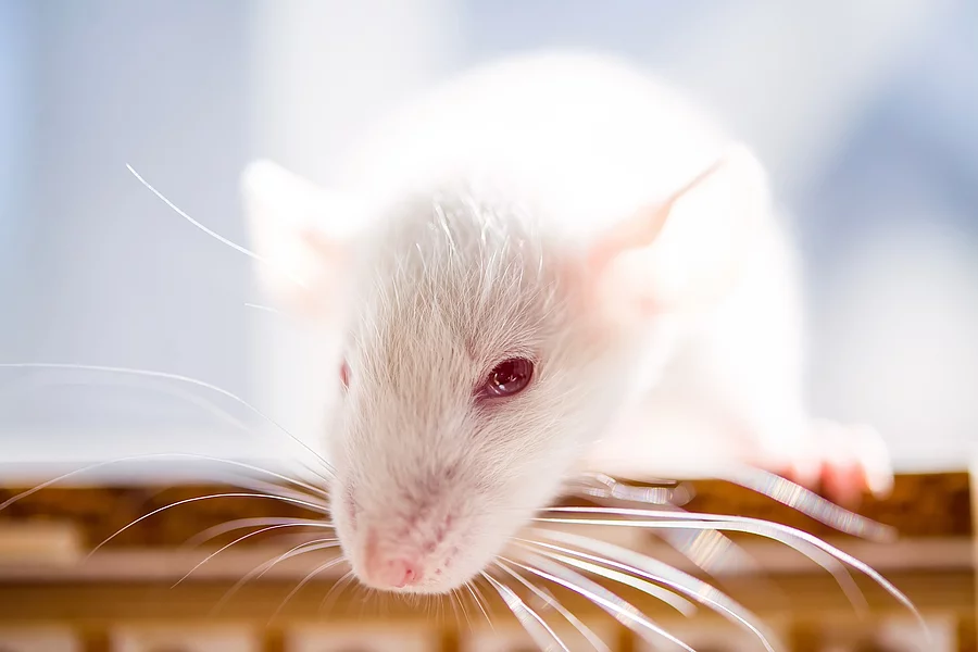 Ratte mit roten Augen
