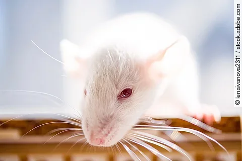 Ratte mit roten Augen