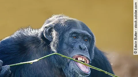 Schimpanse Schimpanse