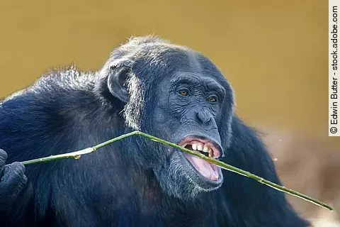 Schimpanse