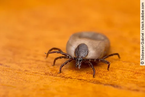 Nahaufnahme einer Zecke