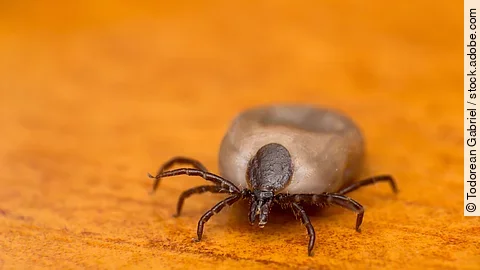 Nahaufnahme einer Zecke