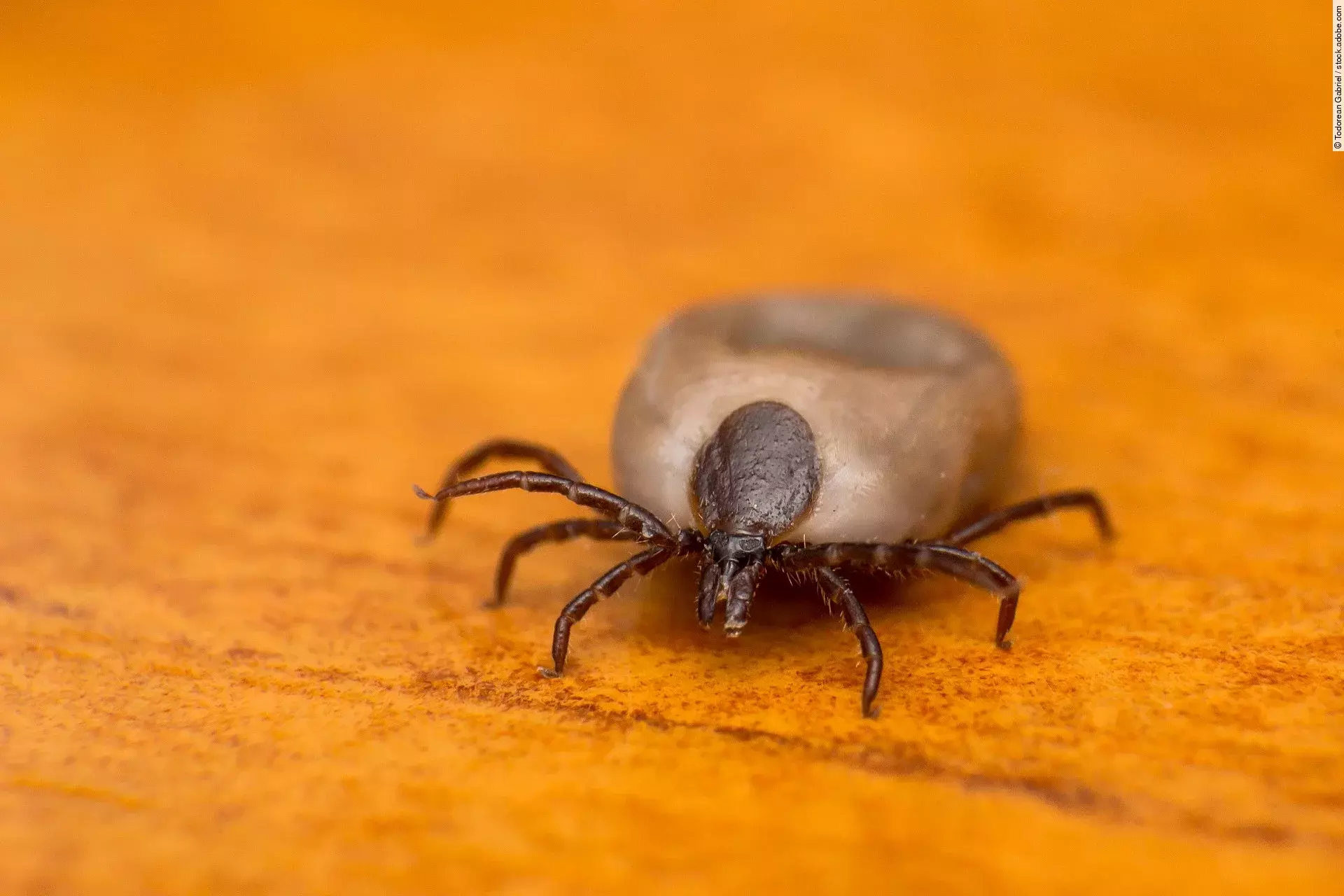 Nahaufnahme einer Zecke