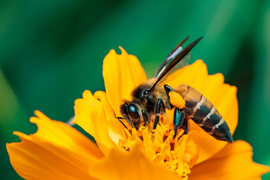 Eine große Honigbiene sitzt auf einer gelben Blume. Der Hintergrund erscheint in grünen Farben. Die Biene ist mit ihrem Rüssel in der Blume.